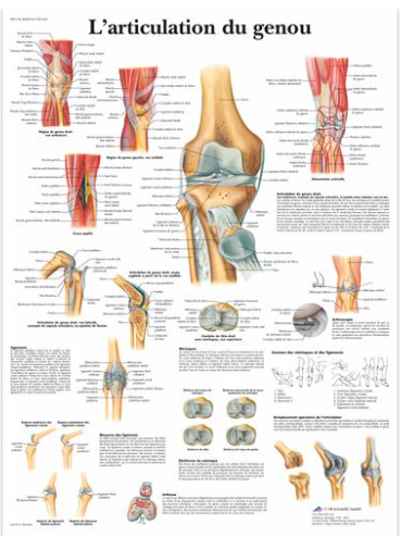 Planche anatomique - L'articulation du genou
