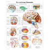 Planche anatomique Le cerveau humain