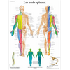 Planche anatomique Les nerfs spinaux