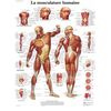 La musculature humaine