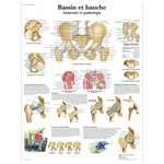 Bassin et hanche - Anatomie et pathologie