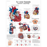 Le cœur humain, Anatomie et physiologie