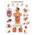 Planche anatomique - Le système digestif