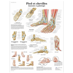 Planche anatomique - Pied et chevilles - Anatomie et pathologie