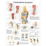 Planche anatomique - L'articulation du geno