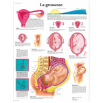 Planche anatomique - La grossesse