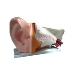 Modèle anatomique d'oreille