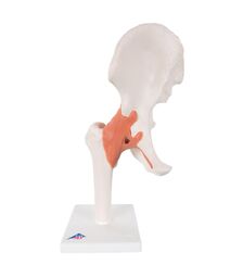 Articulation de la hanche - modèle fonctionnel