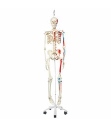 Squelette Max A11/1 avec représentation des muscles sur pied d'accrochage métallique à 5 roulettes