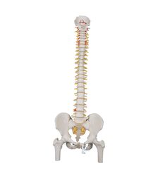 COLONNE VERTEBRALE SUR SUPPORT