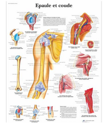 Planche anatomique Epaule et coude