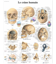 Planches anatomiques Le crâne humain