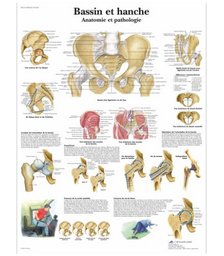 Bassin et hanche - Anatomie et pathologie