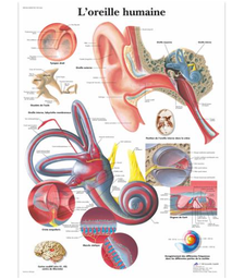 Planche anatomique - L'oreille humaine