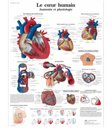 Le cœur humain, Anatomie et physiologie