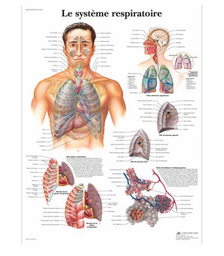 Le système respiratoire