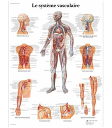 Planche anatomique - Le système vasculaire