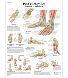 Planche anatomique - Pied et chevilles - Anatomie et pathologie