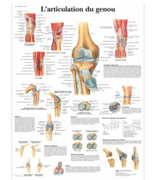 Planche anatomique - L'articulation du geno
