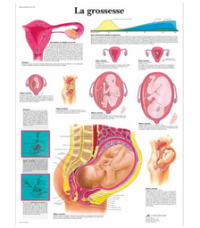 Planche anatomique - La grossesse