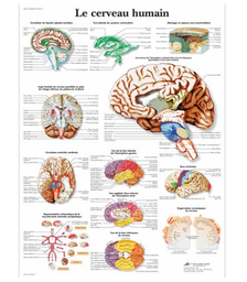 Planche anatomique Le cerveau humain