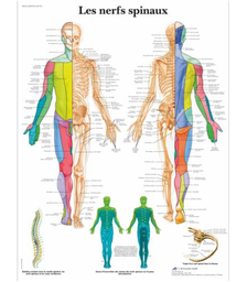 Planche anatomique Les nerfs spinaux