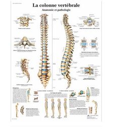 La colonne vertébrale, Anatomie et pathologie