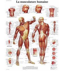 La musculature humaine