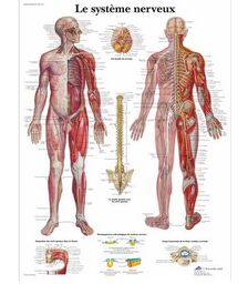 Le système nerveux