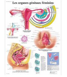 Les organes génitaux féminins