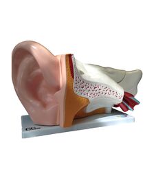 Modèle anatomique d'oreille