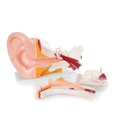 Modèle anatomique d'oreille2