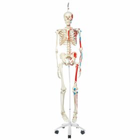 Squelette Max A11/1 avec représentation des muscles sur pied d'accrochage métallique à 5 roulettes
