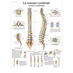 La colonne vertébrale, Anatomie et pathologie