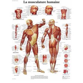 La musculature humaine